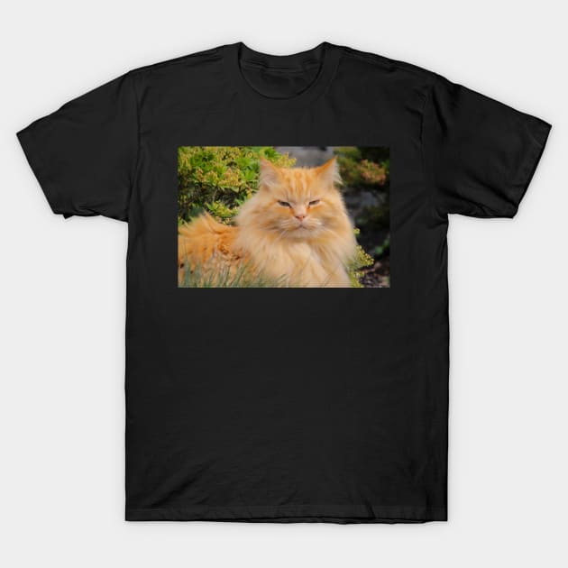 Ginger cat T-Shirt by SandiLin